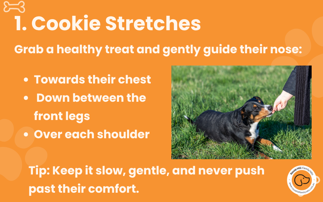 Common Allergy Triggers in Pets img