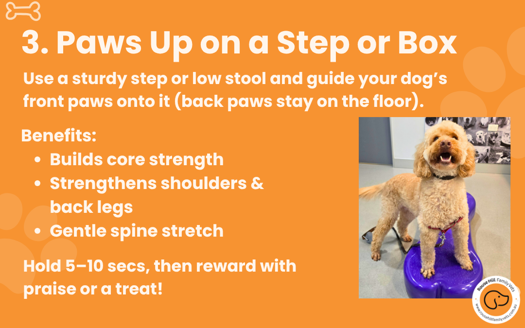 Annual Flea & tick injections for dogs